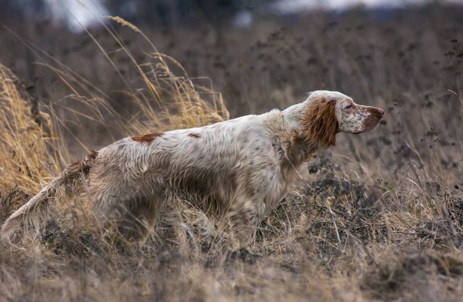 фотограф животных, саров, фотохудожник, александр чибиркин, английский, сеттер, собаки, охота, портрет, осень, Александр Чибиркин