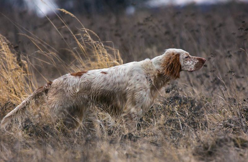 фотограф животных, саров, фотохудожник, александр чибиркин, английский, сеттер, собаки, охота, портрет, осень Дупель на чутье фото превью