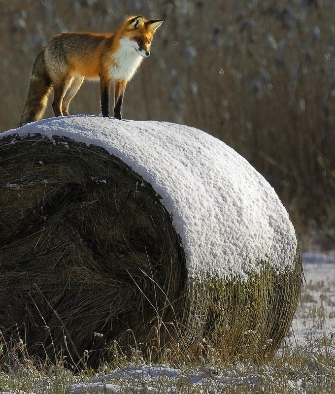 * * * фото превью