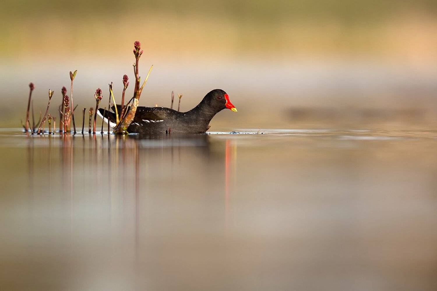 moorhen, Marcin Kaczmarkiewicz