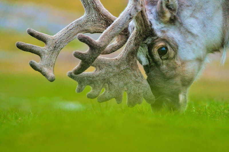 Арктика, архипелаг Шпицберген, северный олень, дикая природа, север, путешествия портрет северного оленя фото превью