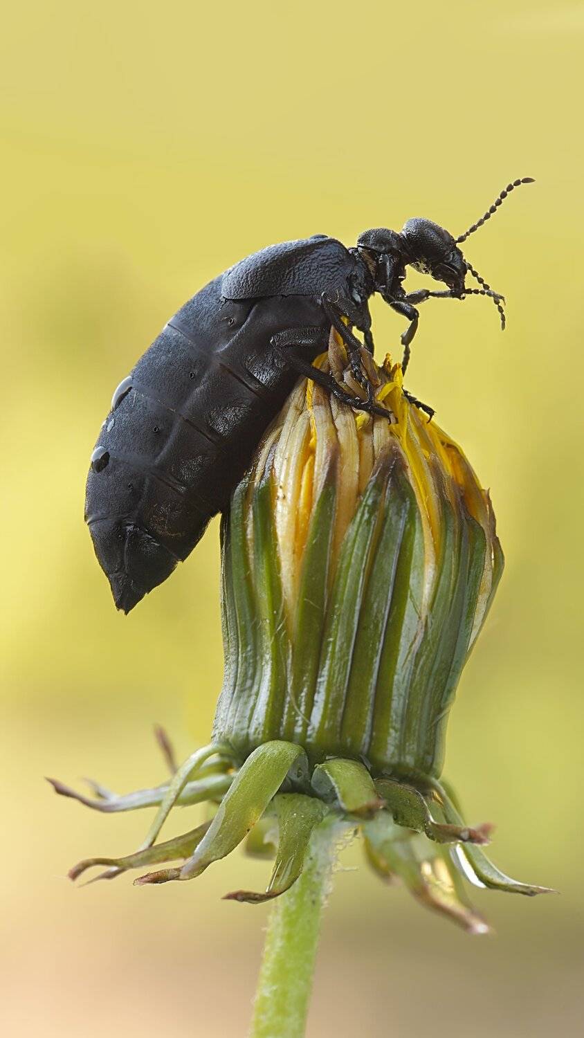 , Роман Рысь