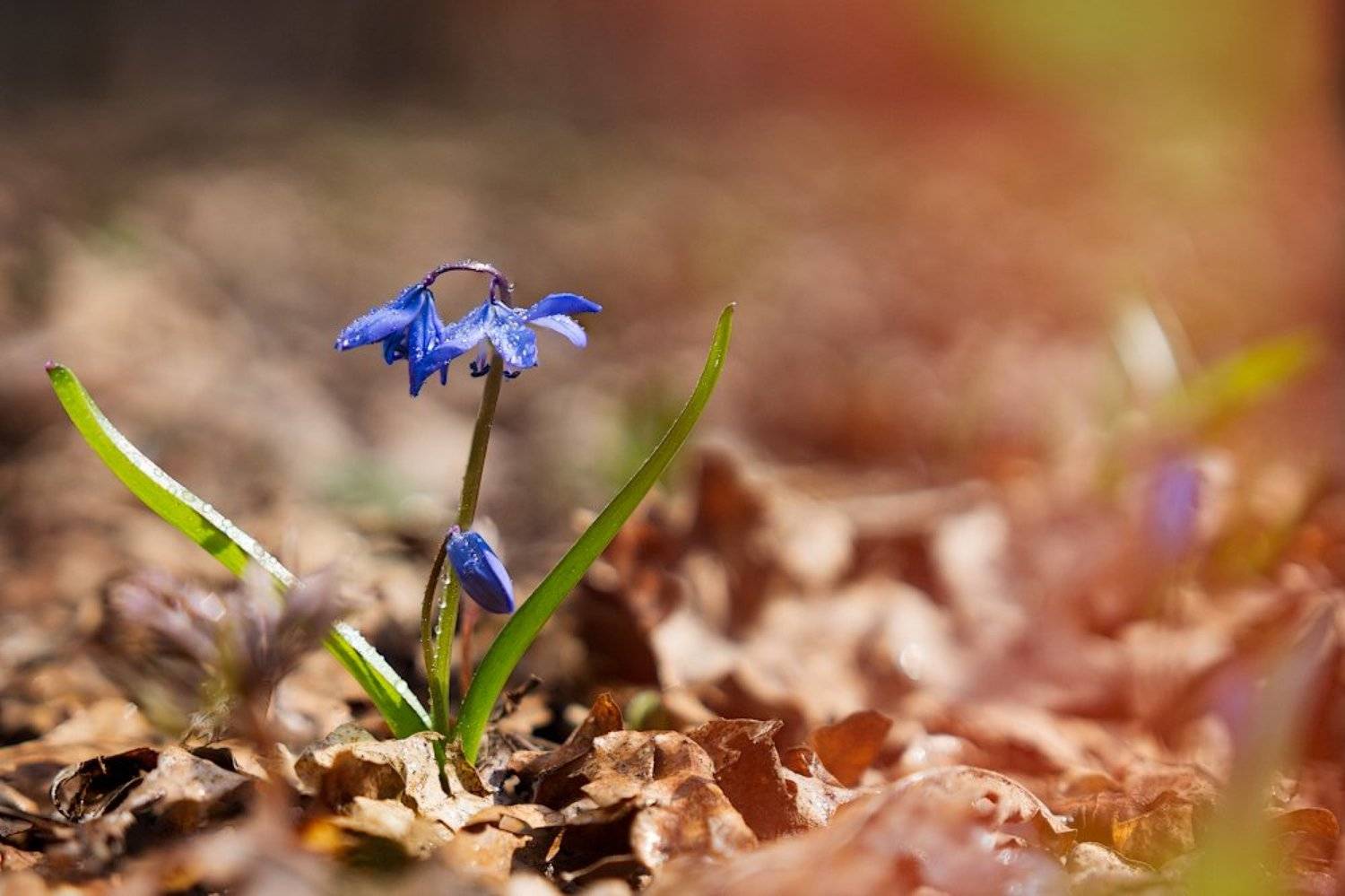, Проценко Виктор