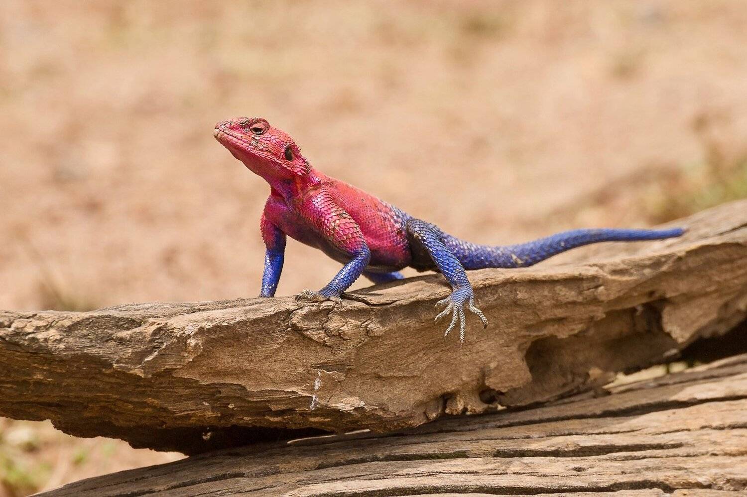 Агама, Ящериуа, Михаил Туркеев