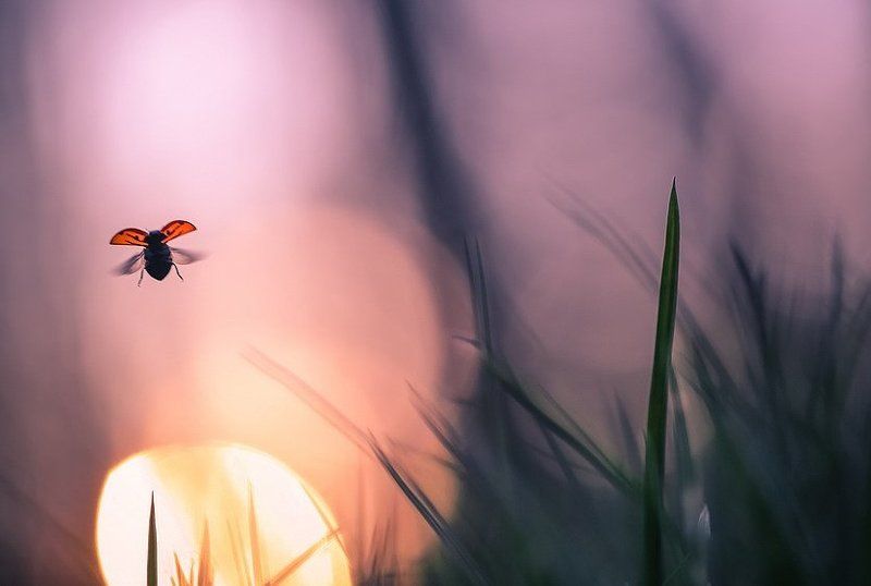 Пролетая над папарацци. фото превью