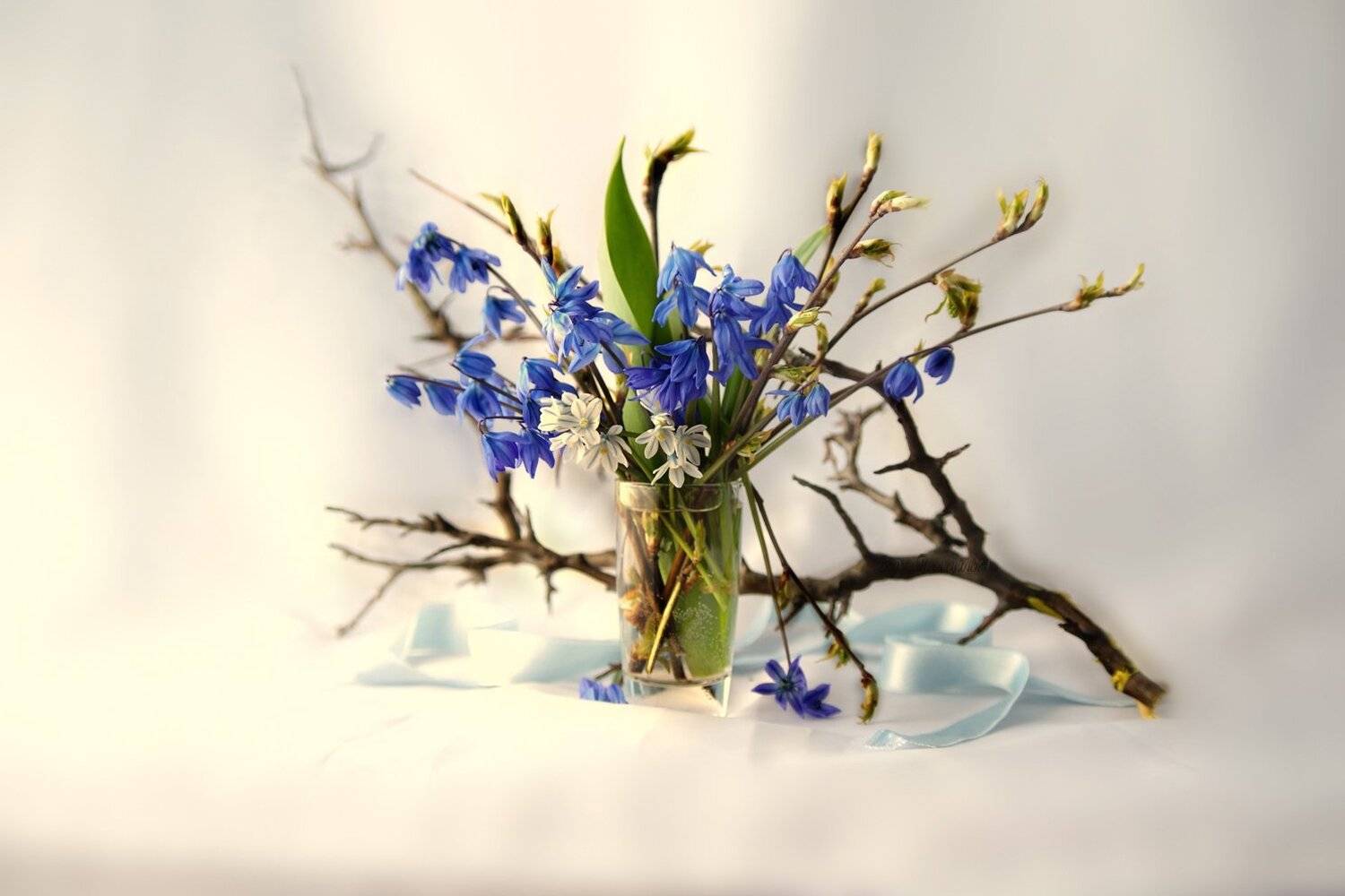 Натюрморт, Первоцветы, Пролеска, Пушкиния, Вера Павлухина