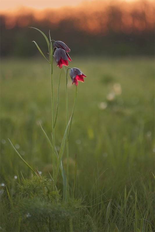 , Роман Рысь