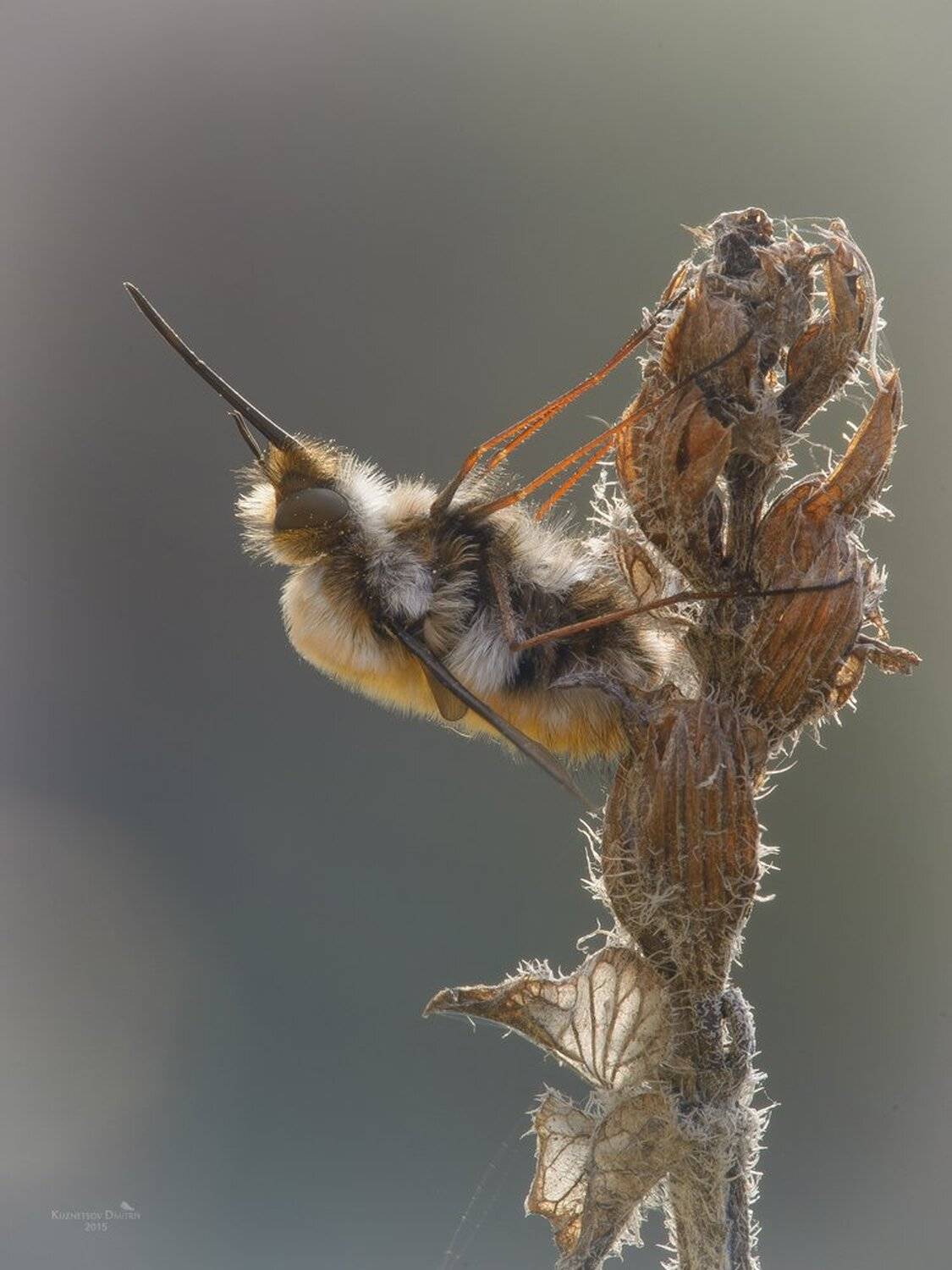 , Кузнецов Дмитрий