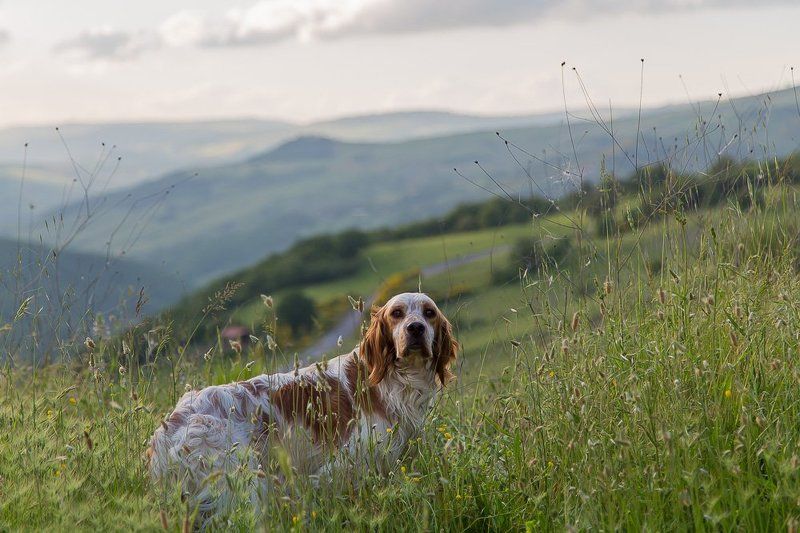 Случайные встречи фото превью