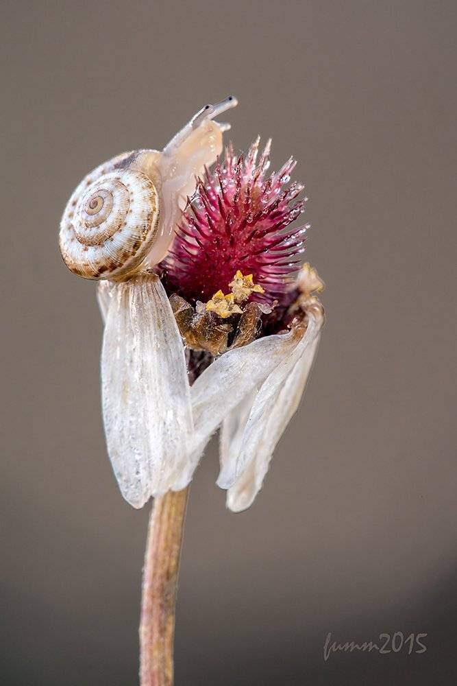 , Игорь ФУММ