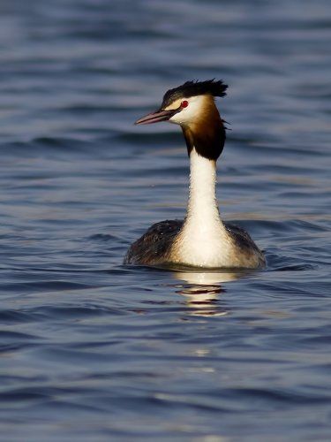 Great crested grebe.