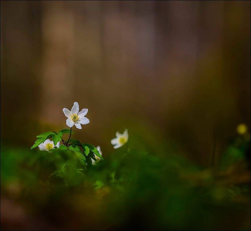 , Бурлов Андрей