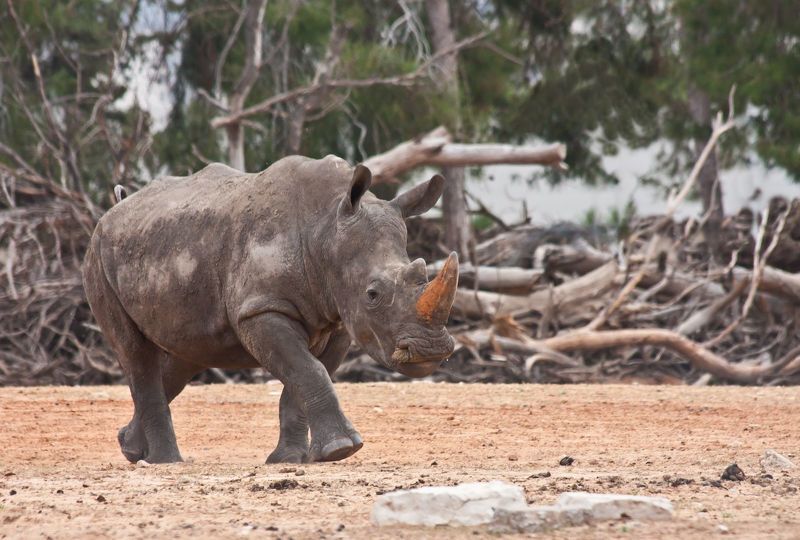 Носогог рог, рог, идет.... фото превью