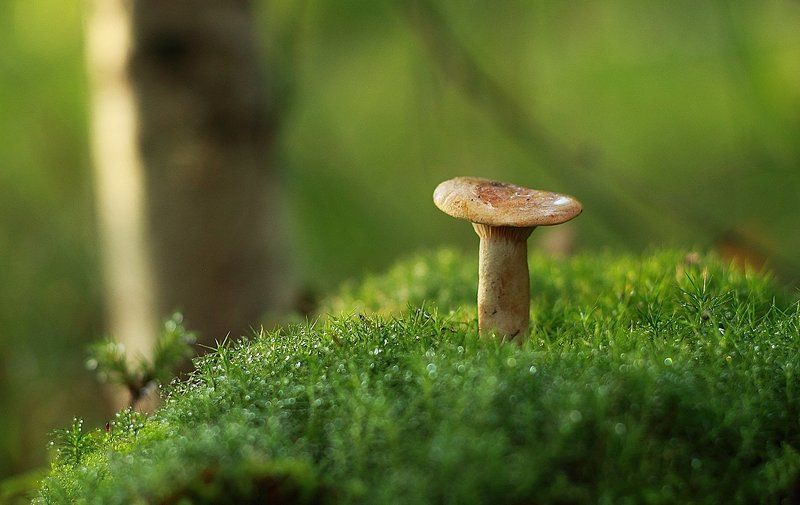 гриб, макро Один на мху фото превью