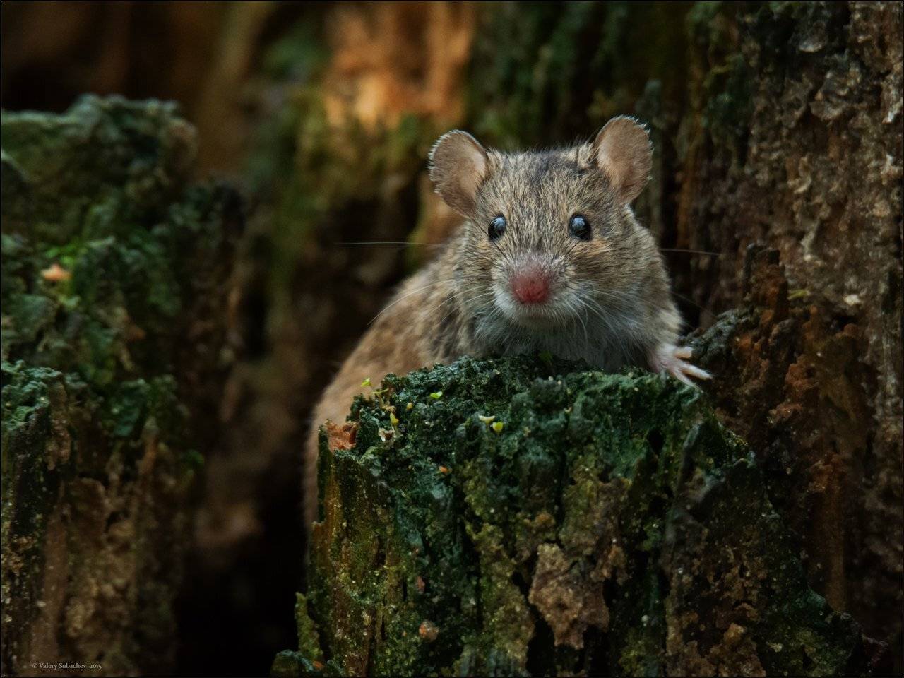 , Валерий Субачев