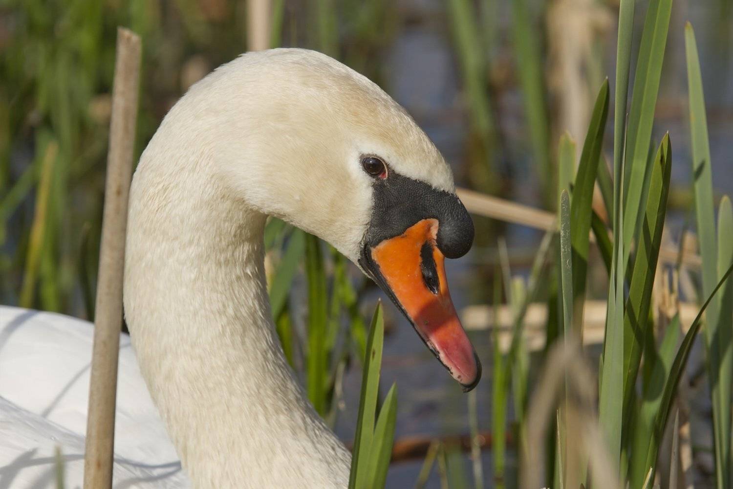, Александр Гусар