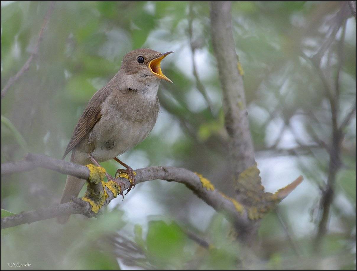 , Александр Чувилин