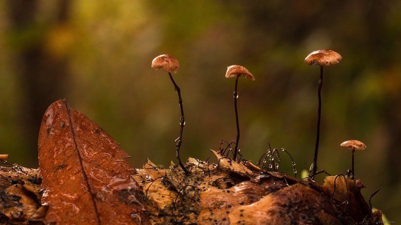 гриб, макро, шишка На шишке фото превью