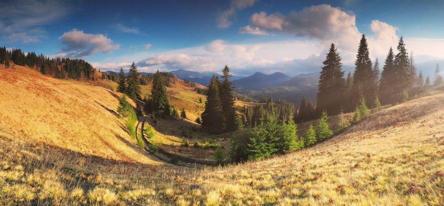 , Денис Кривой