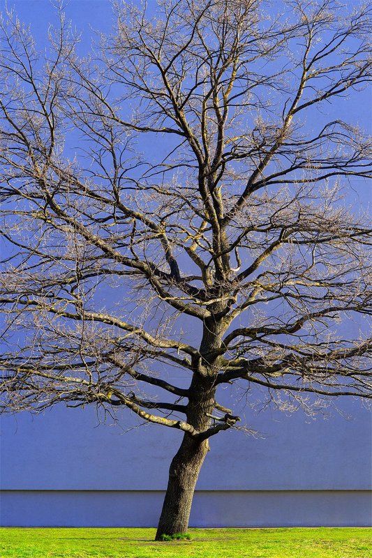 tree, green, blue, grass, wall, naked, spring Tree фото превью