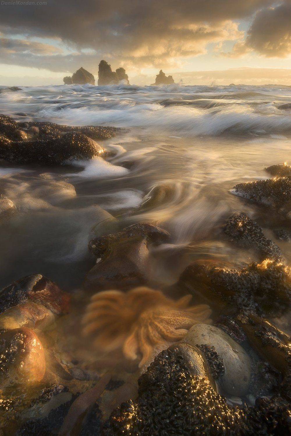 Новая Зеландия, Даниил Коржонов