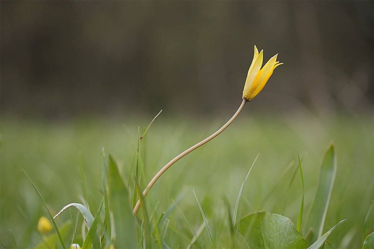 , Роман Рысь