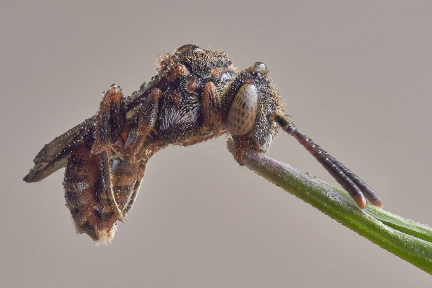 , Вадим Ходаковский