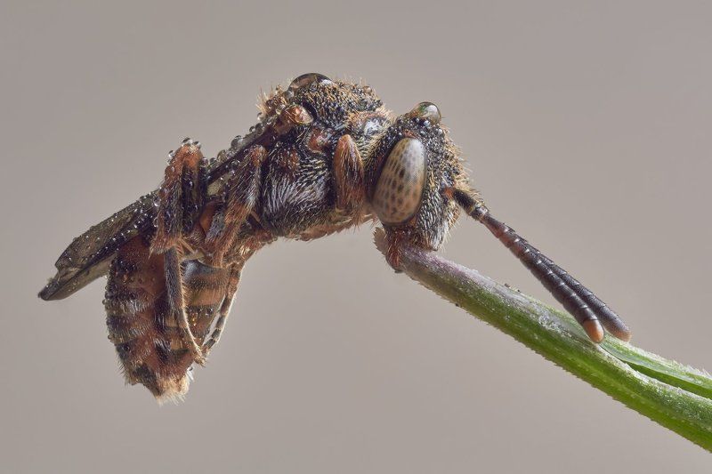 Очень маленькая соня фото превью