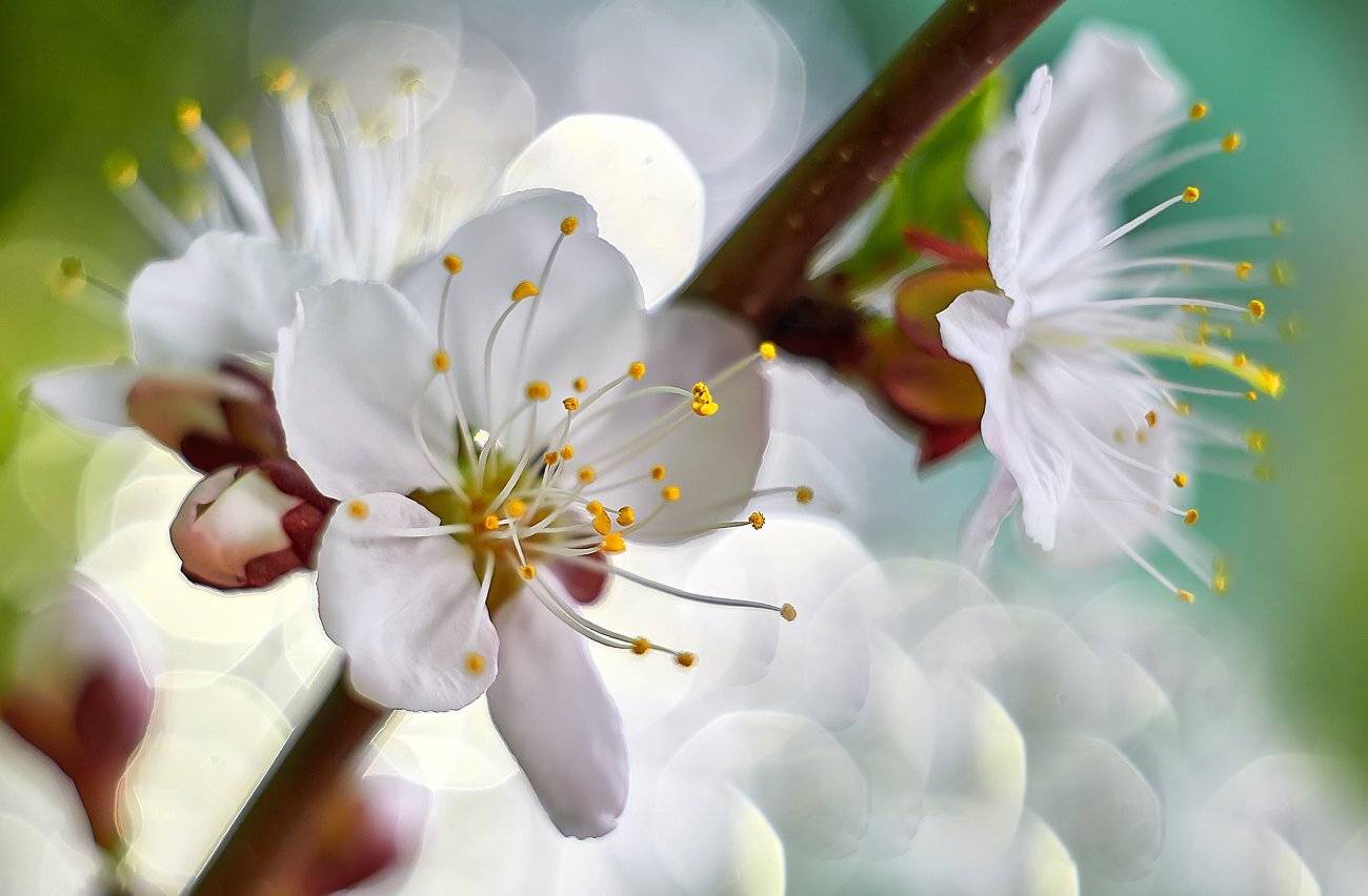 Весна, Качурин алексей, Оребургская область, Орск, Цвет, Цвет торна, Качурин Алексей