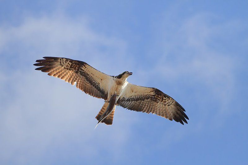 400mm, 7d, animals, birds, osprey, животные, птицы, скопа Про Скопу фото превью