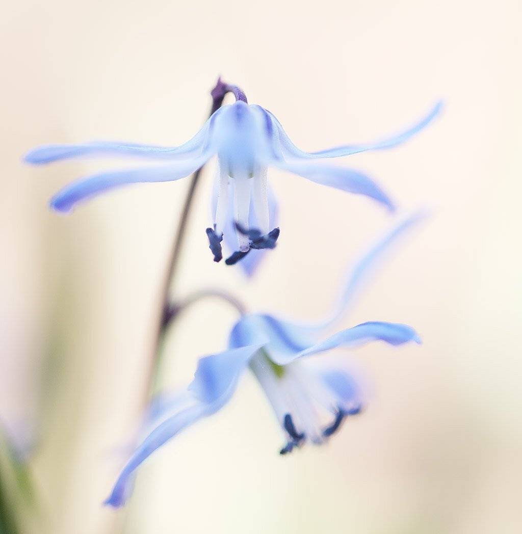 , Сергей Таланов