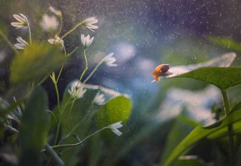 Дождь, Природа, Сказка, Улитка, Цветы Похождения улитки фото превью