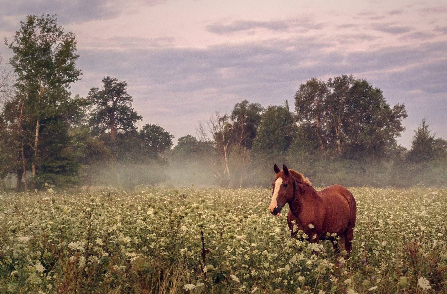, Игорь Мелекесцев