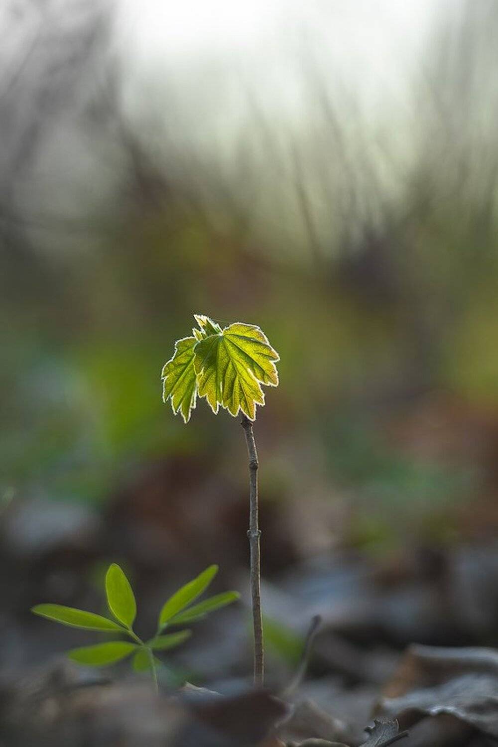 , Gabriel Prescornita
