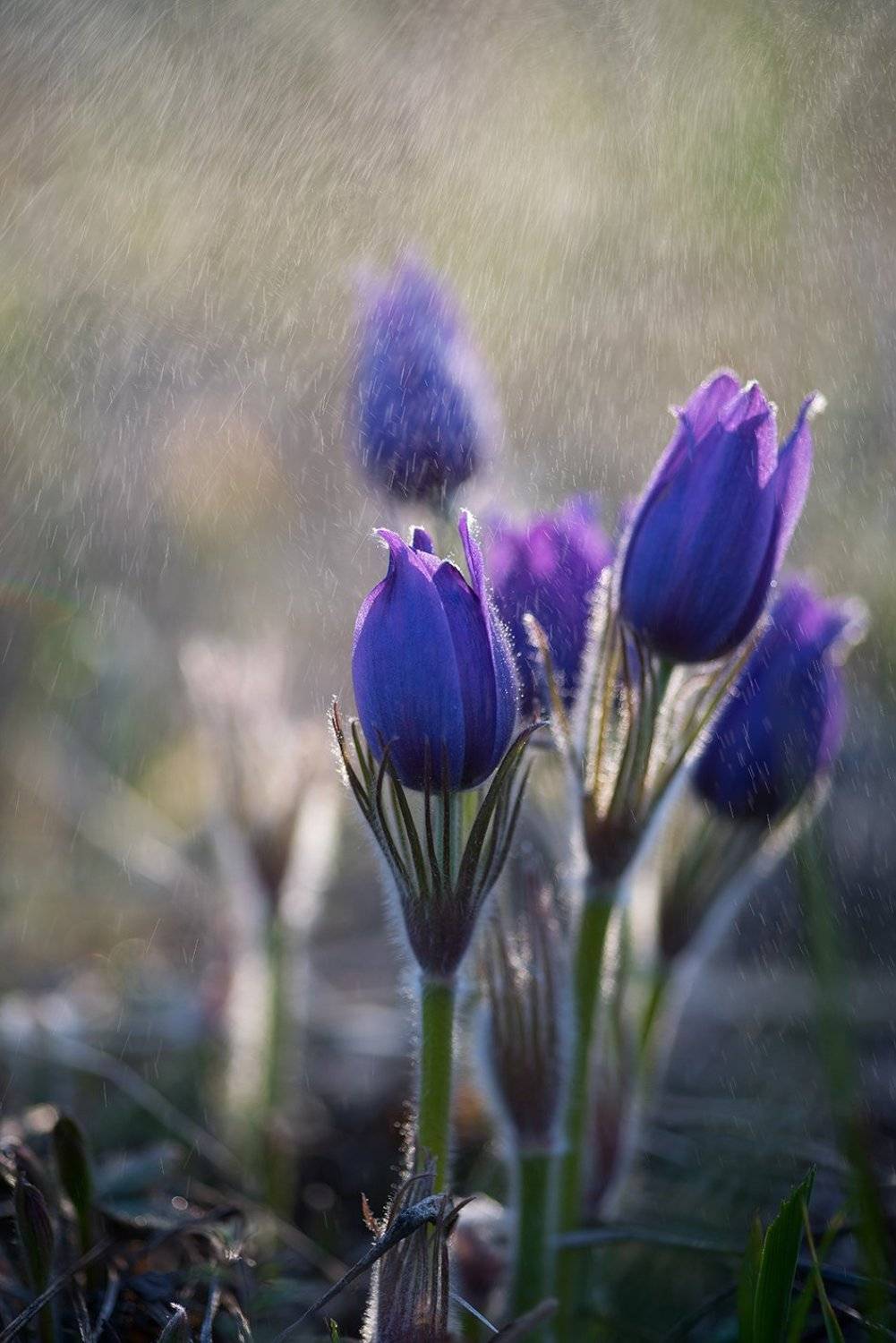 , Орлов Михаил