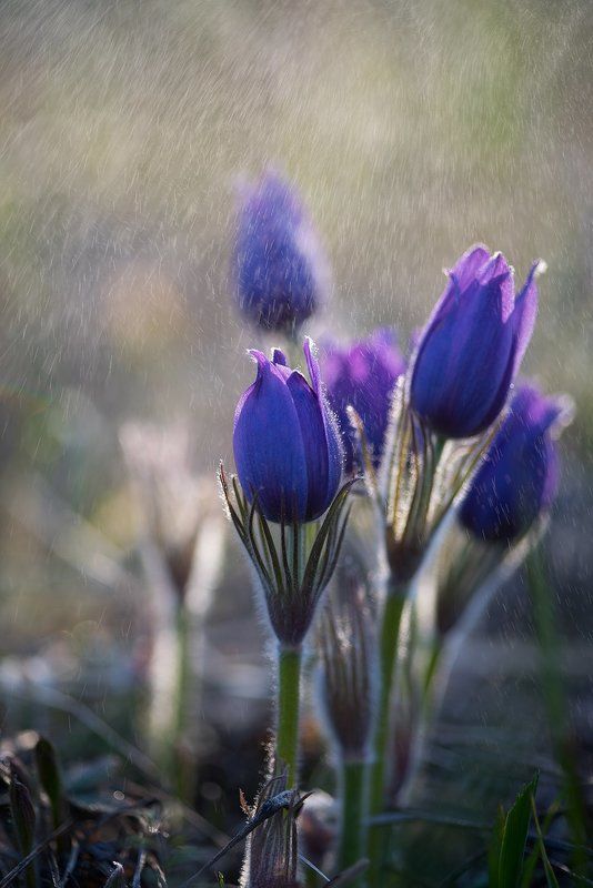 Первоцветы фото превью