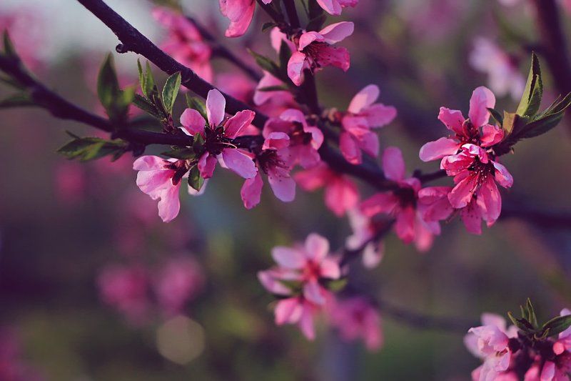 Природавесна Весна пришла... фото превью