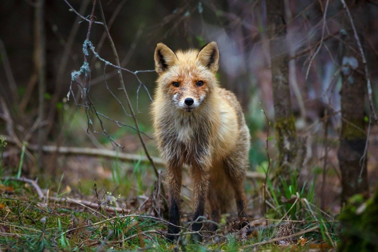 Встреча, Лес, Лиса, Мокрая, Александр Чибиркин