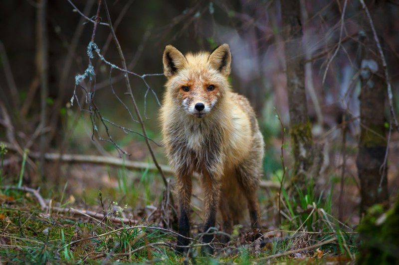 Встреча, Лес, Лиса, Мокрая Лисовичек фото превью