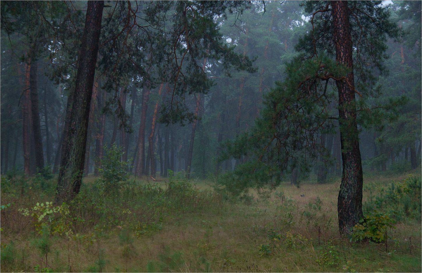 , Николай Шахманцир