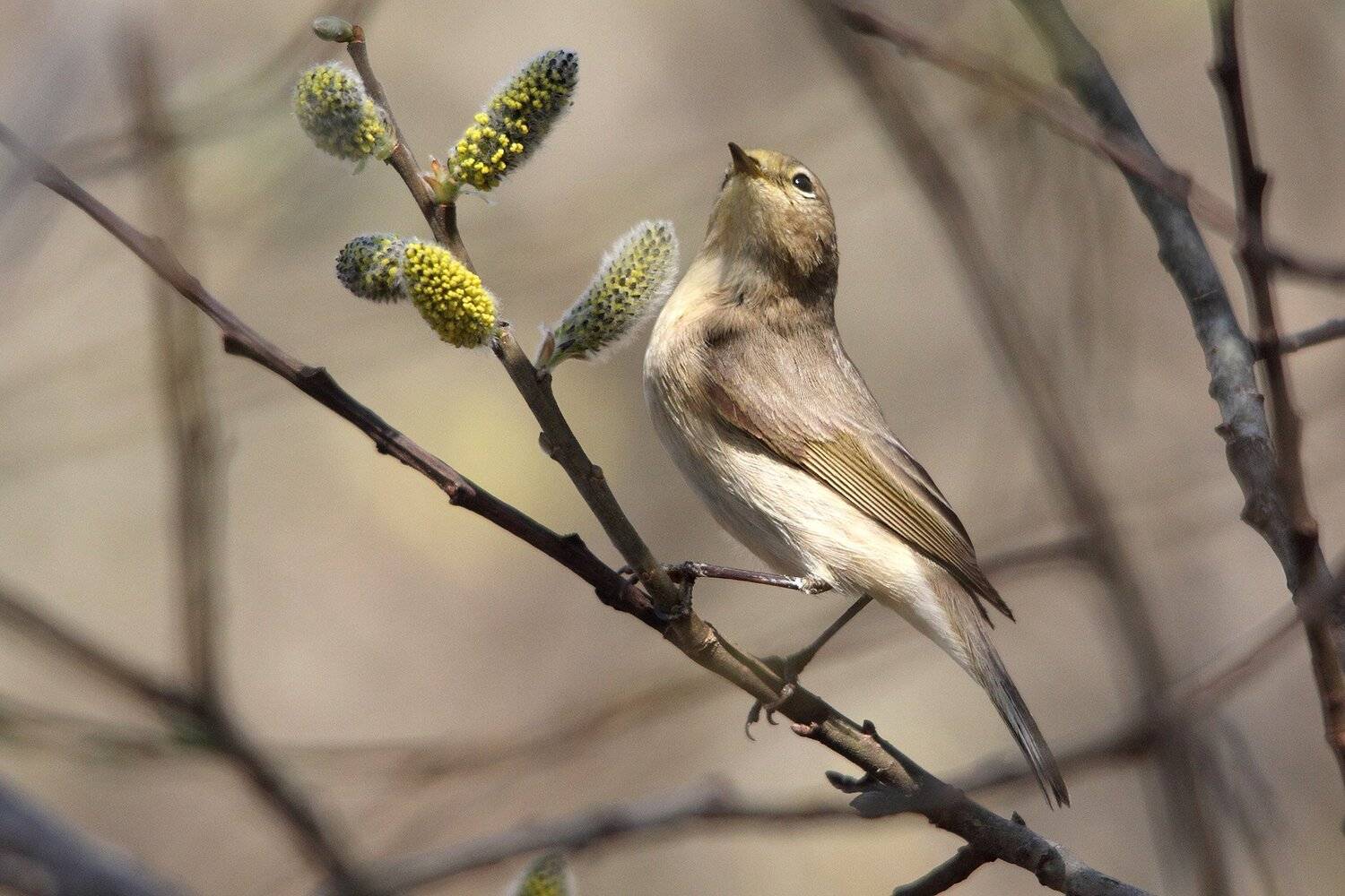 , Шангареев Марс