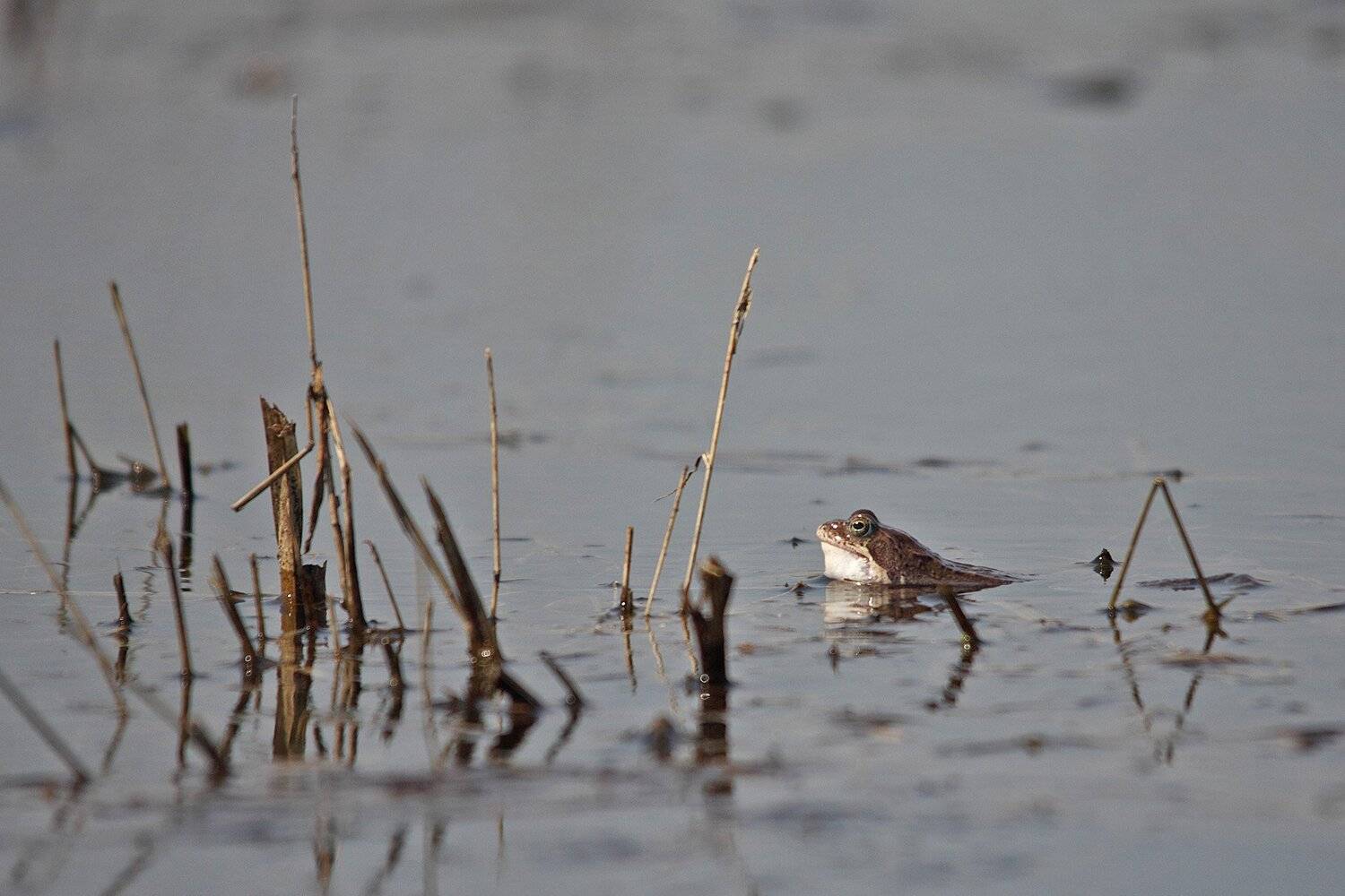 , Шангареев Марс