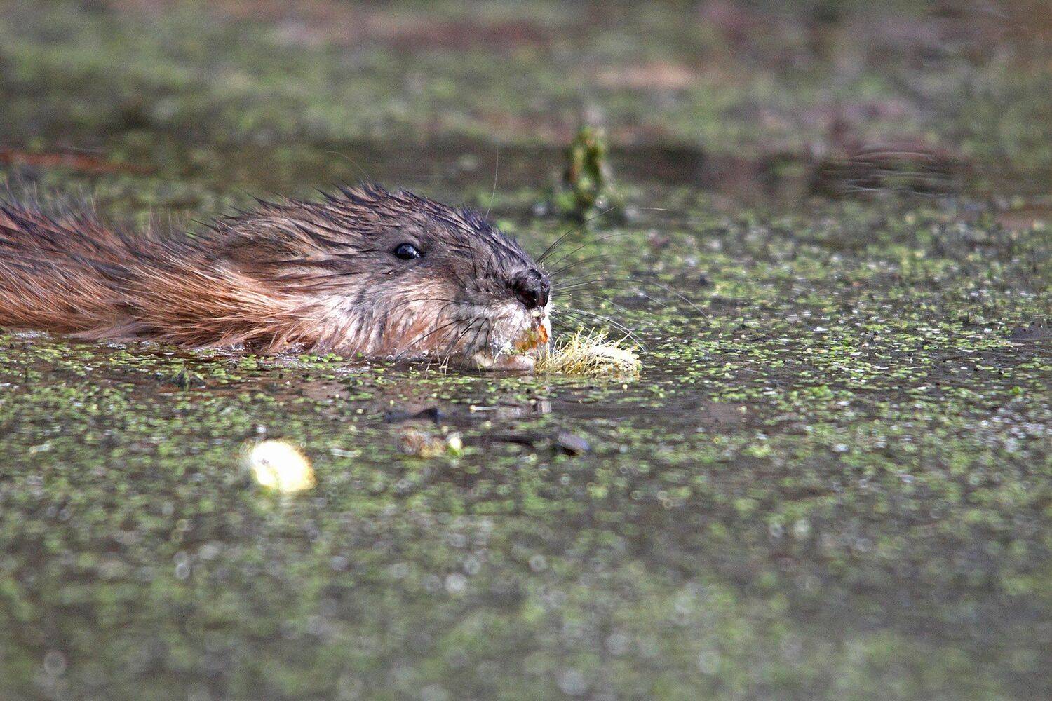 , Шангареев Марс