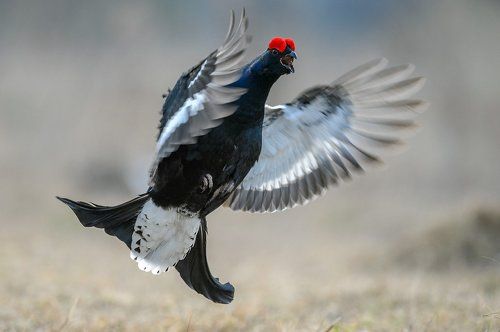 Тетеревиный ток