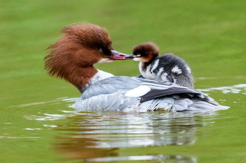 Большой крохаль (лат. Mergus merganser). фото превью