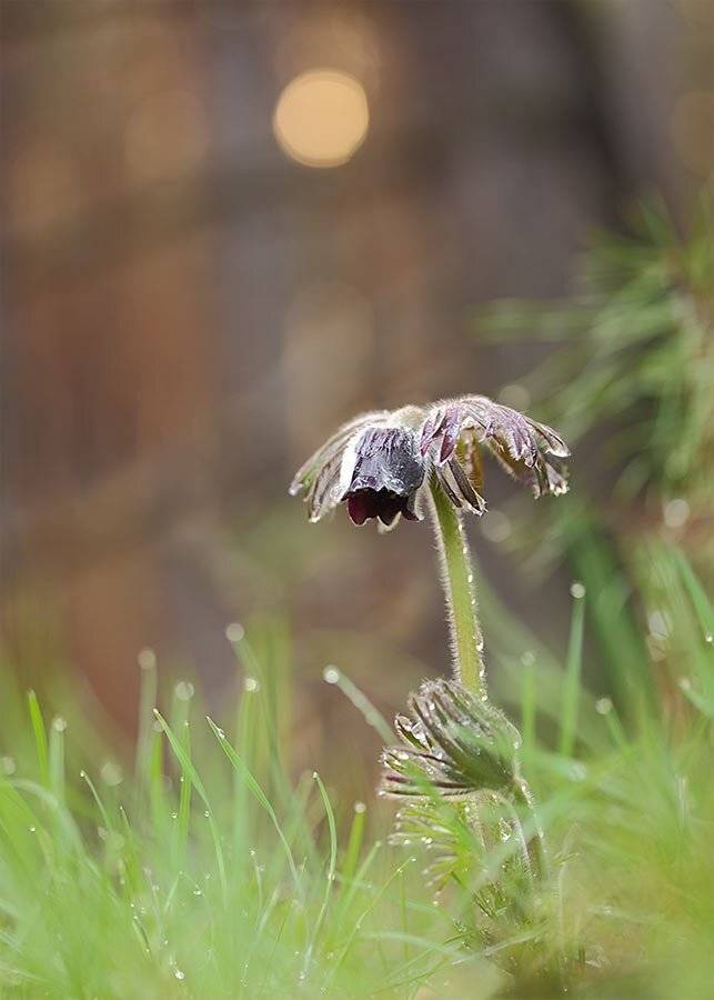 Прострел чернеющий, Роман Рысь