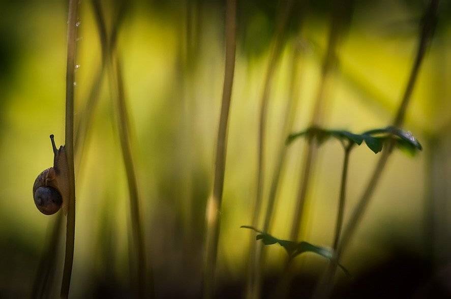 , Вячеслав Мищенко