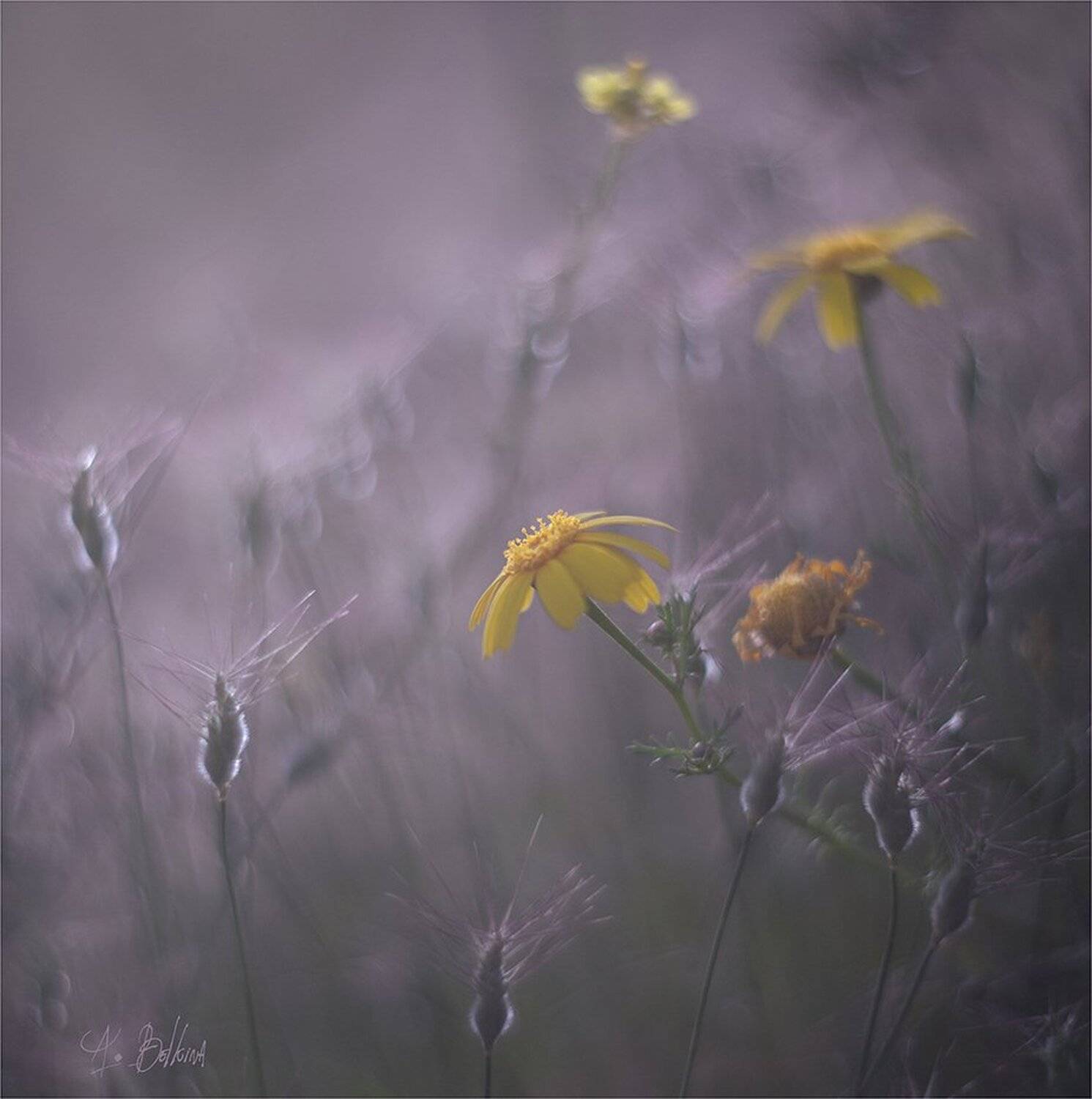 , Ариадна Белкина