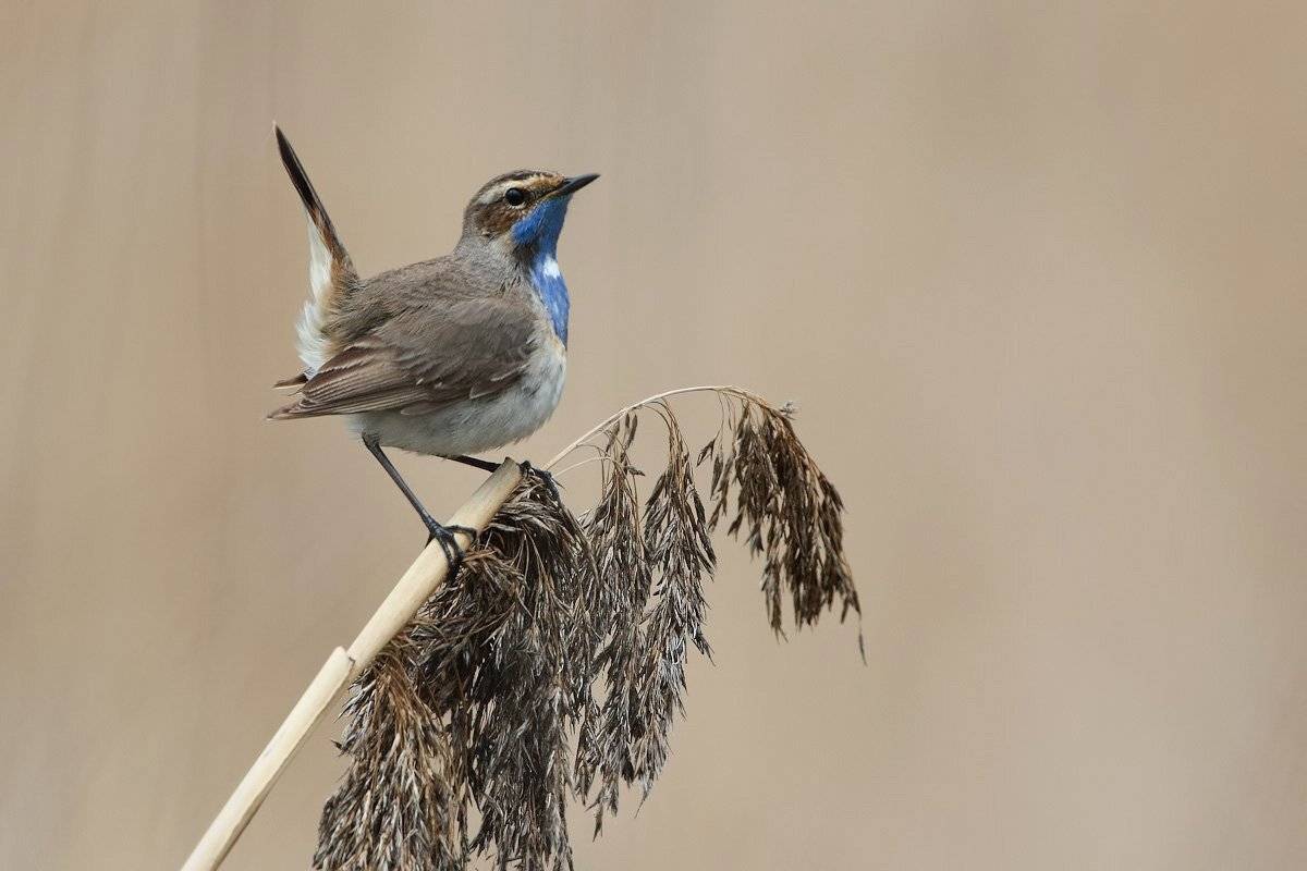 варакушка, птицы, Елена Давыдова