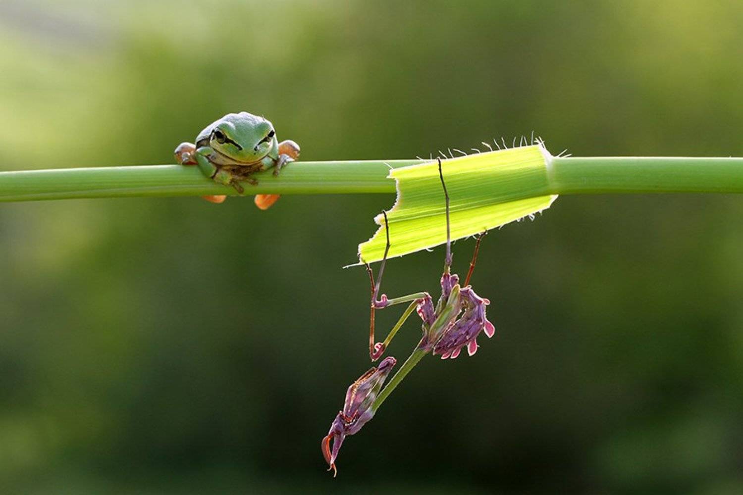 frogmantis, mehmet
